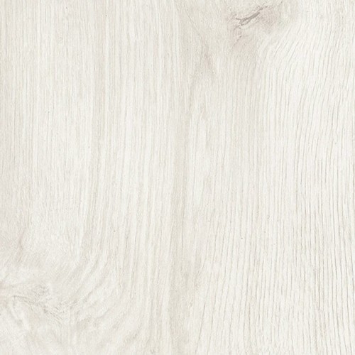 Dąb Morini 3305.jpg