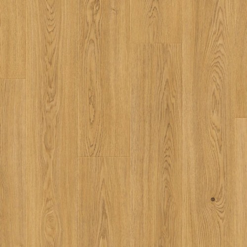 Dąb Cappuccino.jpeg