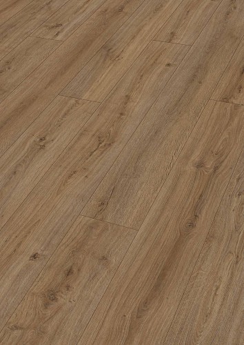 Dąb Muscat 06416.jpg