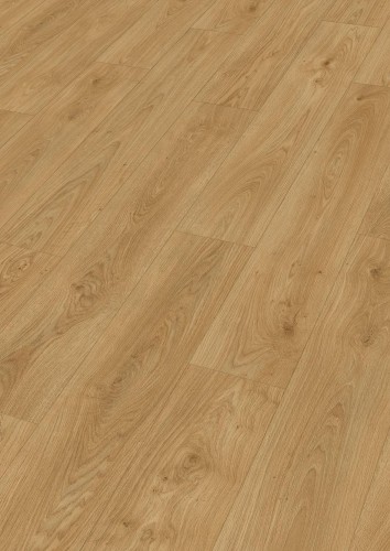 Dąb brzegowy miód 07127.jpg