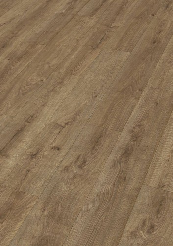 Dąb bursztynowy 07002.jpg