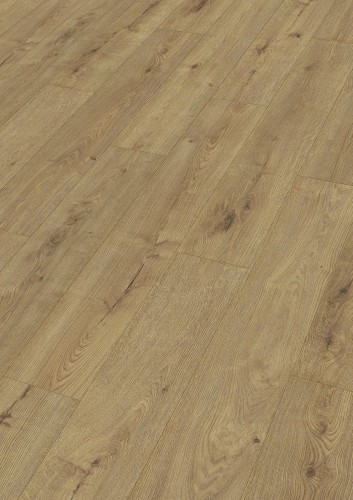 Dąb szampan 07001.jpg