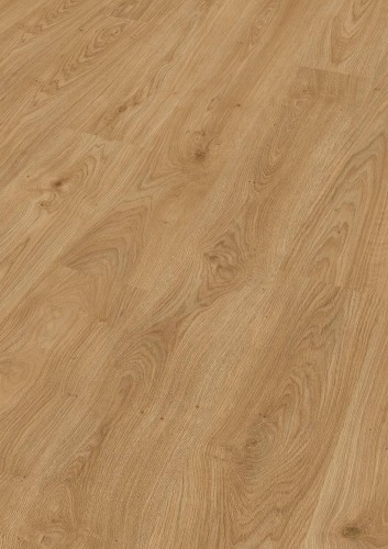 Dąb brzegowy miód 07127.jpg