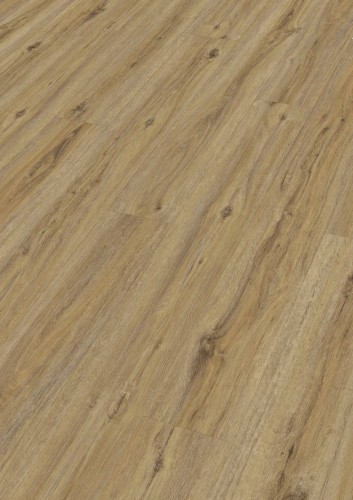 Dąb Campside 7403.jpg