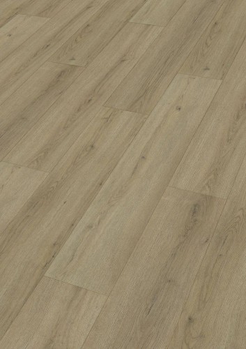 Dąb Lakeshore 7387.jpg