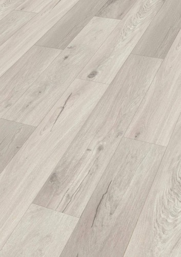 Dąb Whitebury 7398.jpg