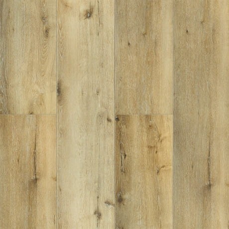 Dąb Missisipi XL.jpg